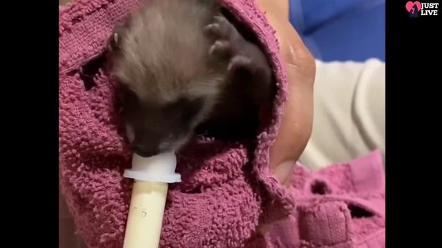 Baby raccoon abandoned by his mother grew up and became friends with a dog смотреть онлайн