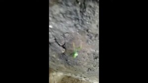 Богомол!  Кузнечик мутант