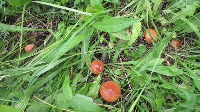 Маслята 2023. Видео Анатолия Щеголкина. смотреть онлайн