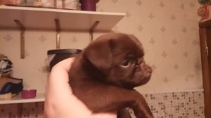 Несквик 1месяц.шоколадный пти брабансон.