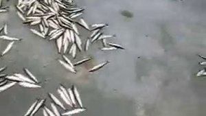 Рыбалка в Кандалакше