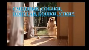 СМЕШНЫЕ  СОБАКИ, ПОПУГАИ,КОШКИ,УТКИ