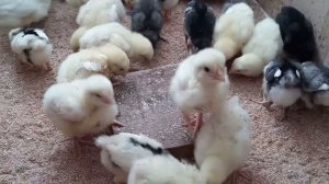 Вот такая съедобная подстилка для маленьких цыплят!!!