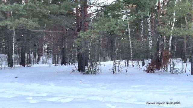 Прогулка по Лесной Опушки в начале Марта.04.03.2023 Весна. Мкр. Правдинск. От Дежурного.