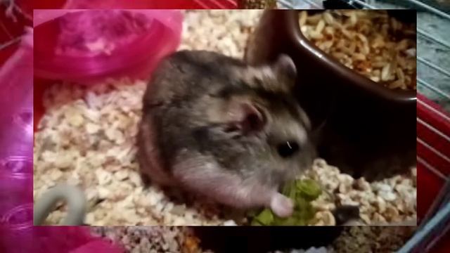 джунгарский хомяк  кушает листочек салата