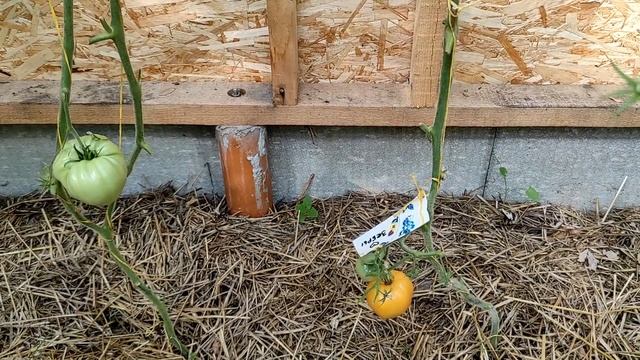 Обзор сортов желтых и оранжевых томатов! смотреть онлайн