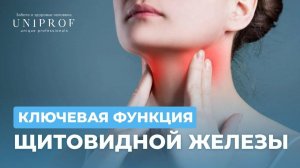 Ключевая функция щитовидной железы