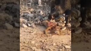 Почему надо проверять мясо дикого кабана.вот почему