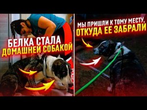 Белка сбежала, пришлось забрать в дом малышку