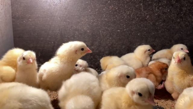 Как отличить курочку от петушка в суточном возрасте кур породы Ломан Браун.