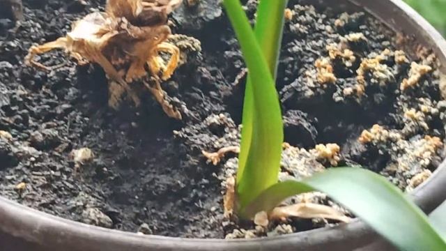 Зефирантес В ЧЁМ ПРЕИМУЩЕСТВА ЭТОГО ЦВЕТКА смотреть онлайн