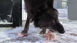 Волк съел курицу за 1:30 минуты