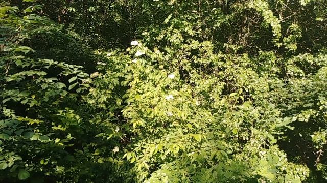 Первый рой 2020,Украли ловушку,Пчеловодство смотреть онлайн