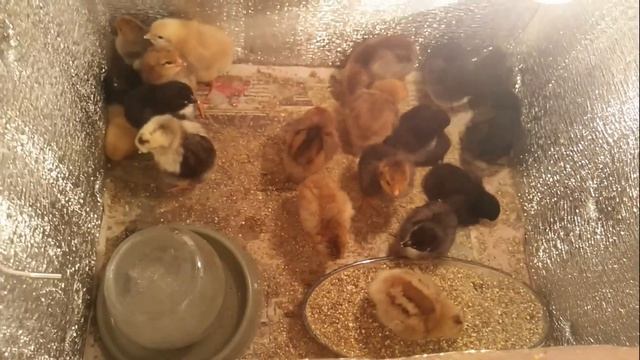 КУРЫ НЕСУШКИ. ЦЫПЛЯТА. смотреть онлайн