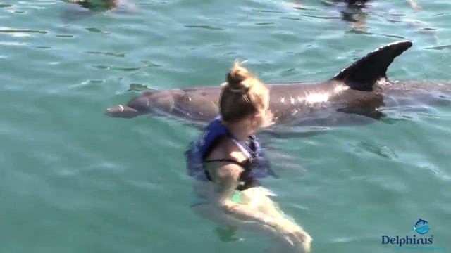 Купаемся с дельфинами смотреть онлайн