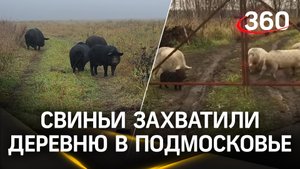 Свиньи захватили деревню в Подмосковье, скрестились с кабанами и терроризируют местных жителей
