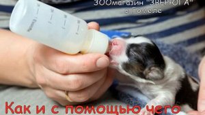 НАБОР для ВЫКАРМЛИВАНИЯ новорожденных КОТЯТ грызунов ЩЕНКОВ - Как выкормить КОТЕНКА
