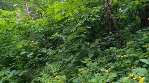 #Нефтекамск #Велопрогулка по лесу.