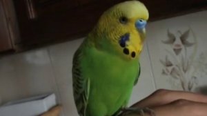 Говорящий попугай Гоша-говороша 3