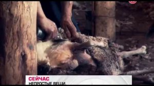 История ковра 1 , табасаранские (дагестанские) ковры ручной работы