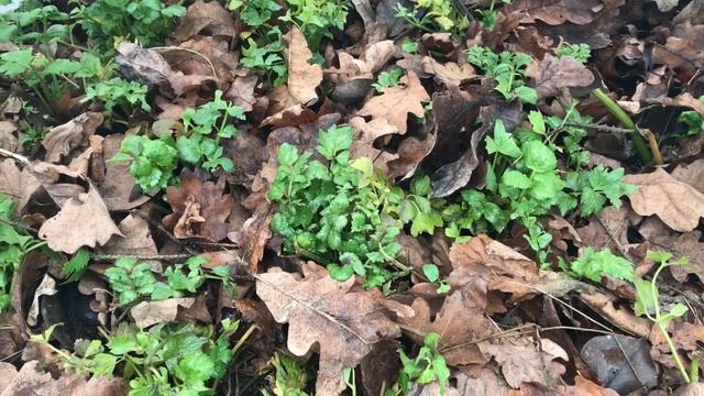 Ноябрь зелень в теплице до Нового Года смотреть онлайн