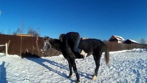 Легко ли залезть на лошадь без седла.