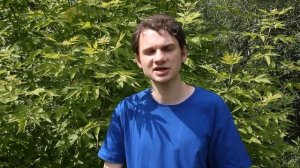 БИОПРЕПАРАТЫ ПРОТИВ МУЧНИСТОЙ РОСЫ. Гриб Ampelomyces quisqualis в борьбе с мучнистой росой