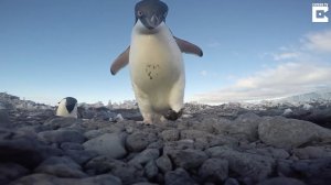 Наглый пингвин пытается украсть камеру