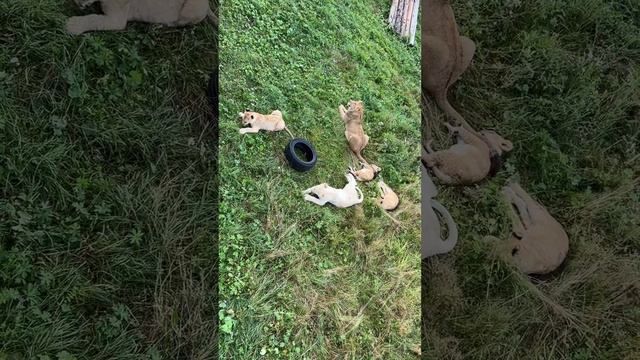 Львята / Парк Львов «ЗЕМЛЯ ПРАЙДА» смотреть онлайн