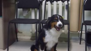 Кто съел курицу?