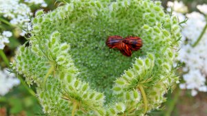 Дикая морковь или Кружева королевы Анны.