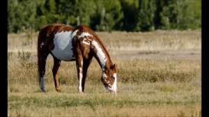 Мустанг - дикая лошадь