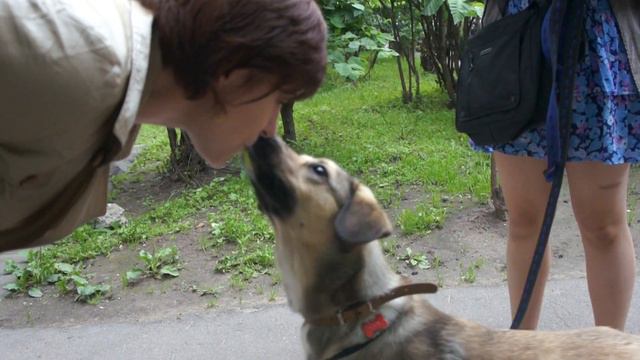To whistle in the acacia pod. Funny dog keen response. Свистеть стручком. смотреть онлайн