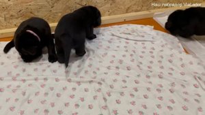 Щенки лабрадора (26 день)|Наш лабрадор ViaLador