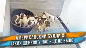 Им правда 2 месяца? 11 щенков Американский Булли в типе XL (и не только) приехали к нам!