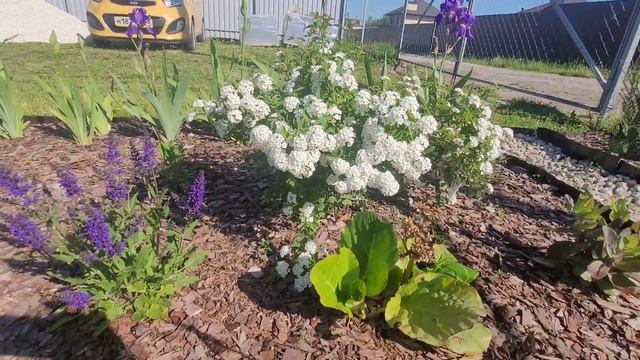 Спирея Ван-Гутта. Белая красотка смотреть онлайн