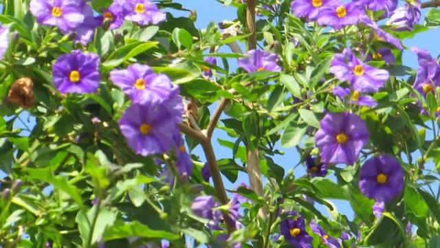 Паслён Рантоннети -Solanum rantonnetiiКирьят-Ям.Израиль. смотреть онлайн