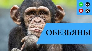 ОБЕЗЬЯНЫ – интересные факты