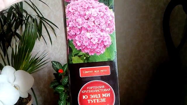 Зимовка крупнолистных гортензий, в подвале и на улице.