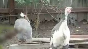 Крик цесарки