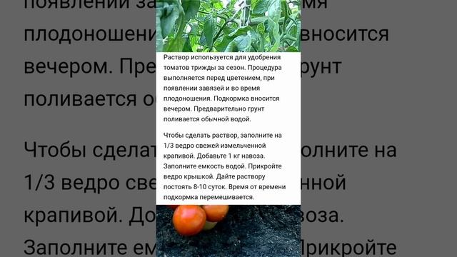 Я счастлив, что узнал про эту подкормку для помидоров! Чем же идеально удобрять томаты в 2024 году?