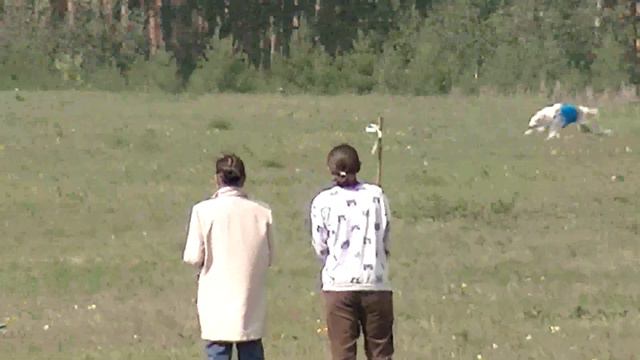 Русские псовые борзые соревнования по курсингу, Sarma-kurswettbewerbe 2018, coursing competitions смотреть онлайн