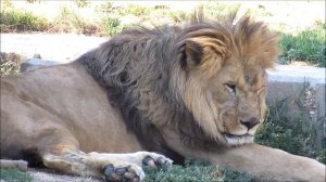 Un día en... | Zoo Aquarium Madrid