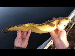 04.09.19.\ ПРОВЕРКА ПРОДОЛЬНИКОВ \ ЕСТЬ НАЛИМ \ РЫБАЛКА НА ХАРИУСА