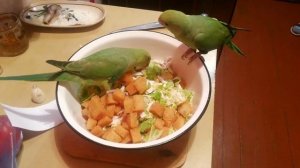 Ручные ожереловые попугаи .