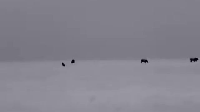 InfiRay Xeye E3 Max V3---Boars! смотреть онлайн