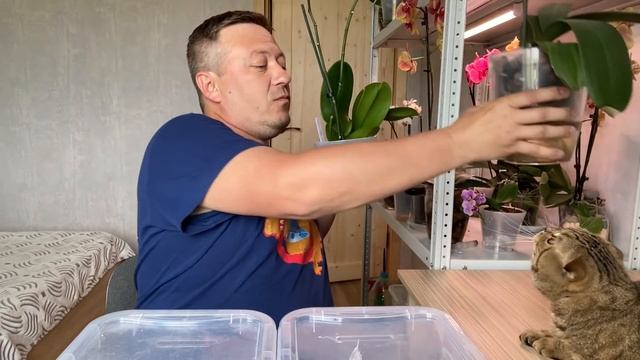 ОРХИДЕИ УДОБРЯЮ на методе полив орхидей 