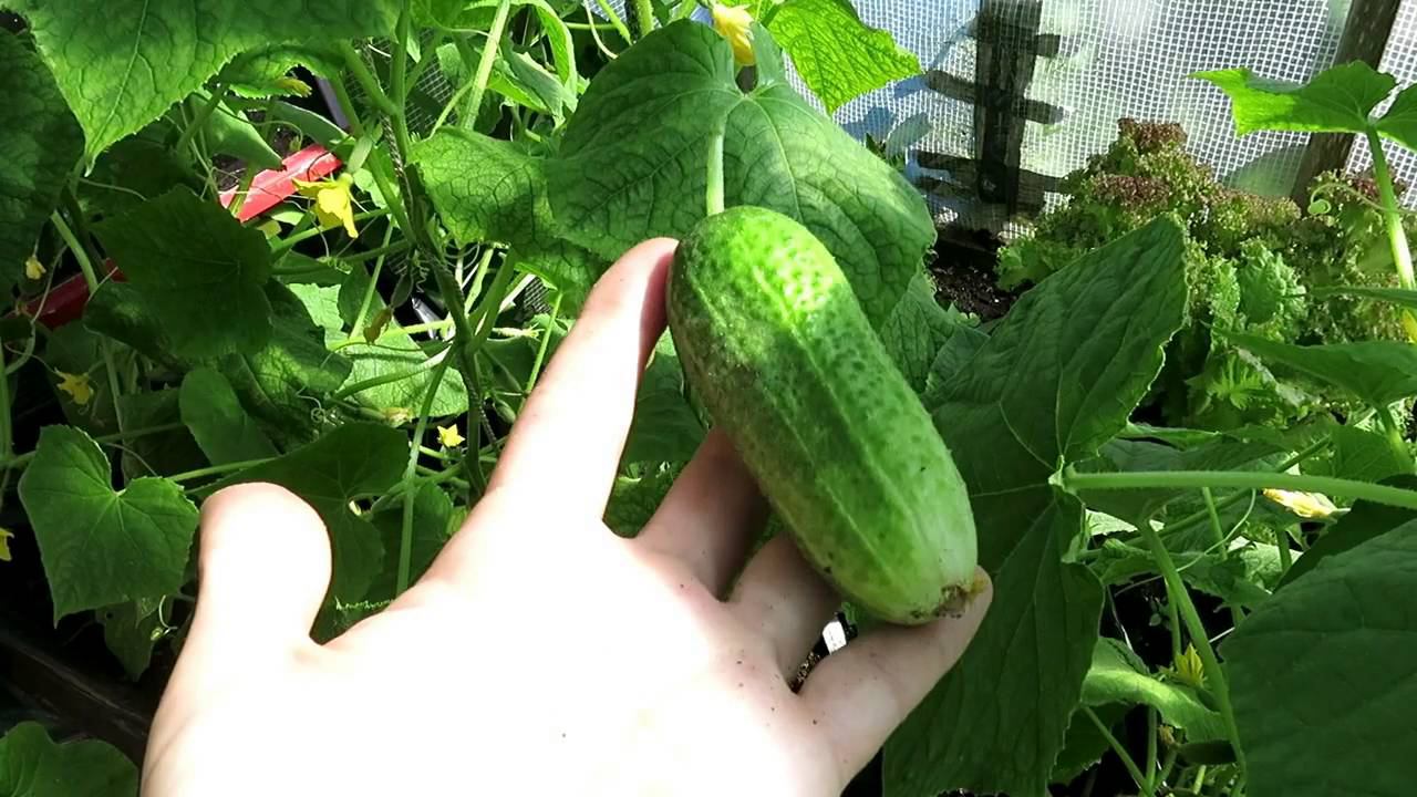 Урожай ОГУРЦОВ в ТЁПЛЫХ мешках!!! / Огород в контейнерах / Harvest Cucumbers in warm bags
