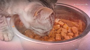 Чем кормить месячного котенка