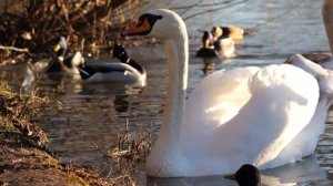 Panasonic S5 II Video Sample 4K 60 FPS Straight out of Camera Standard Color Swan Video